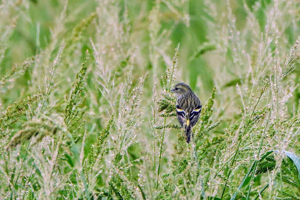 Чиж лісовий - ML645039520