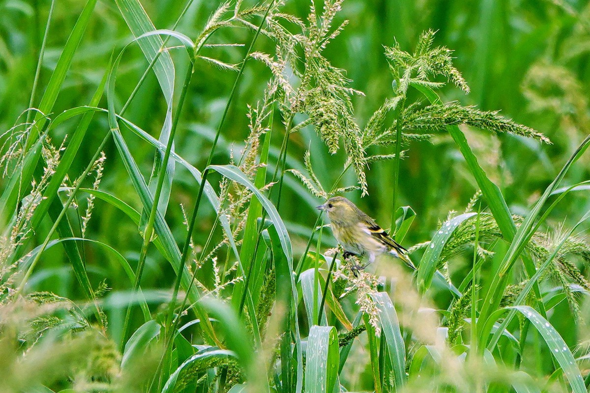Чиж лісовий - ML645039521