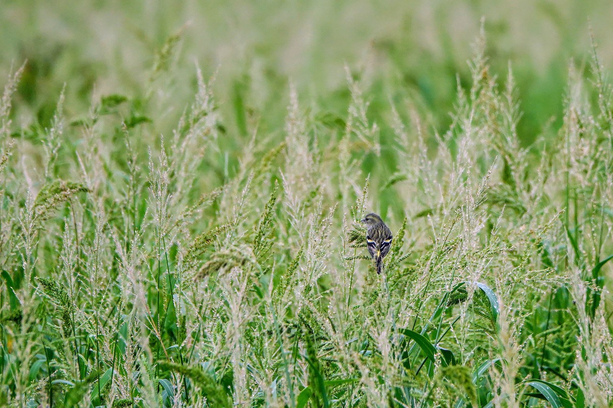 Чиж лісовий - ML645039522