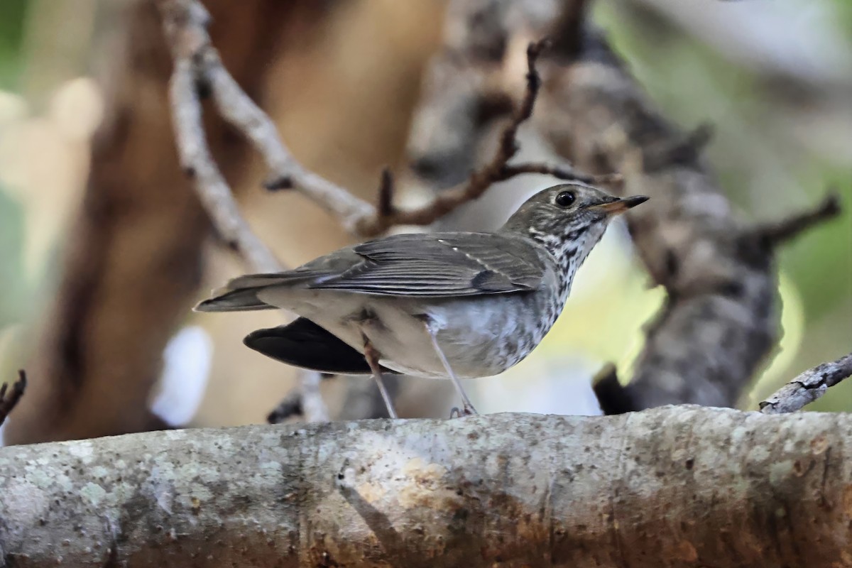 Малый дрозд - ML645039525