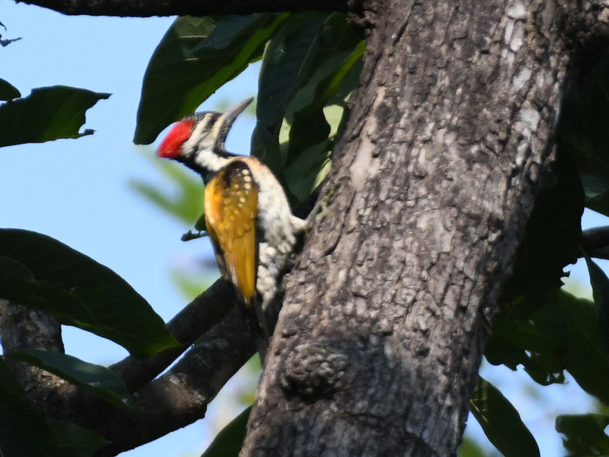 Дзьобак чорногузий - ML645039526