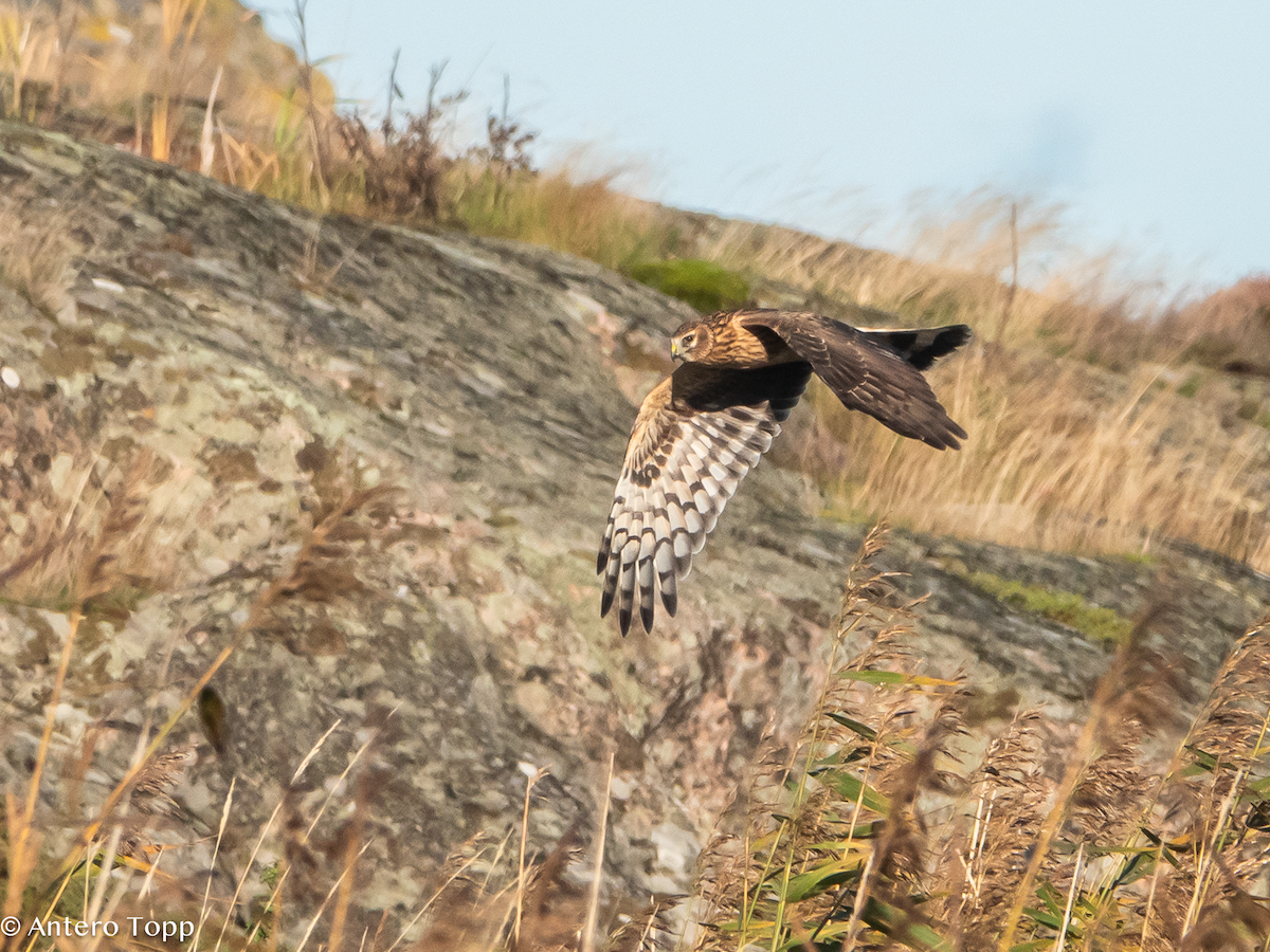 Лунь польовий - ML645039528