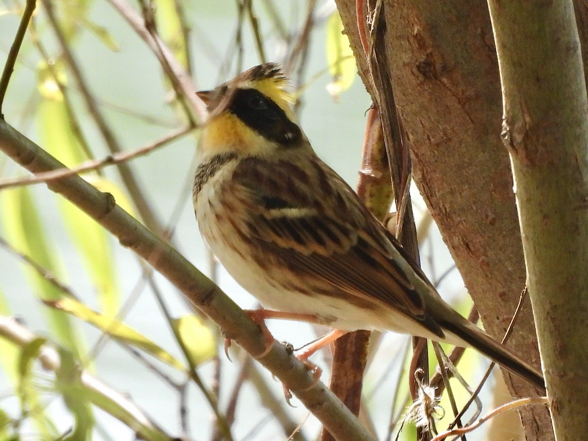 Вівсянка жовтогорла - ML645039529