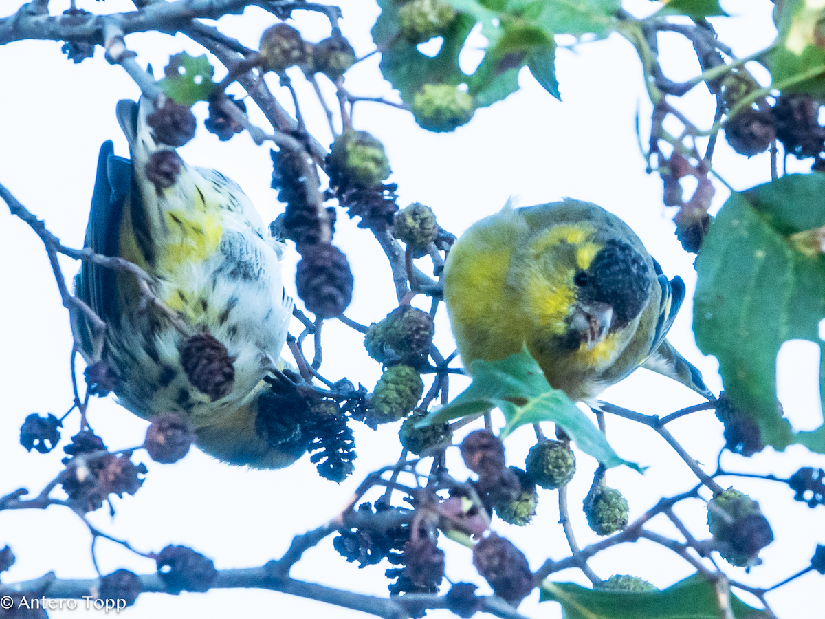 Чиж лісовий - ML645039530