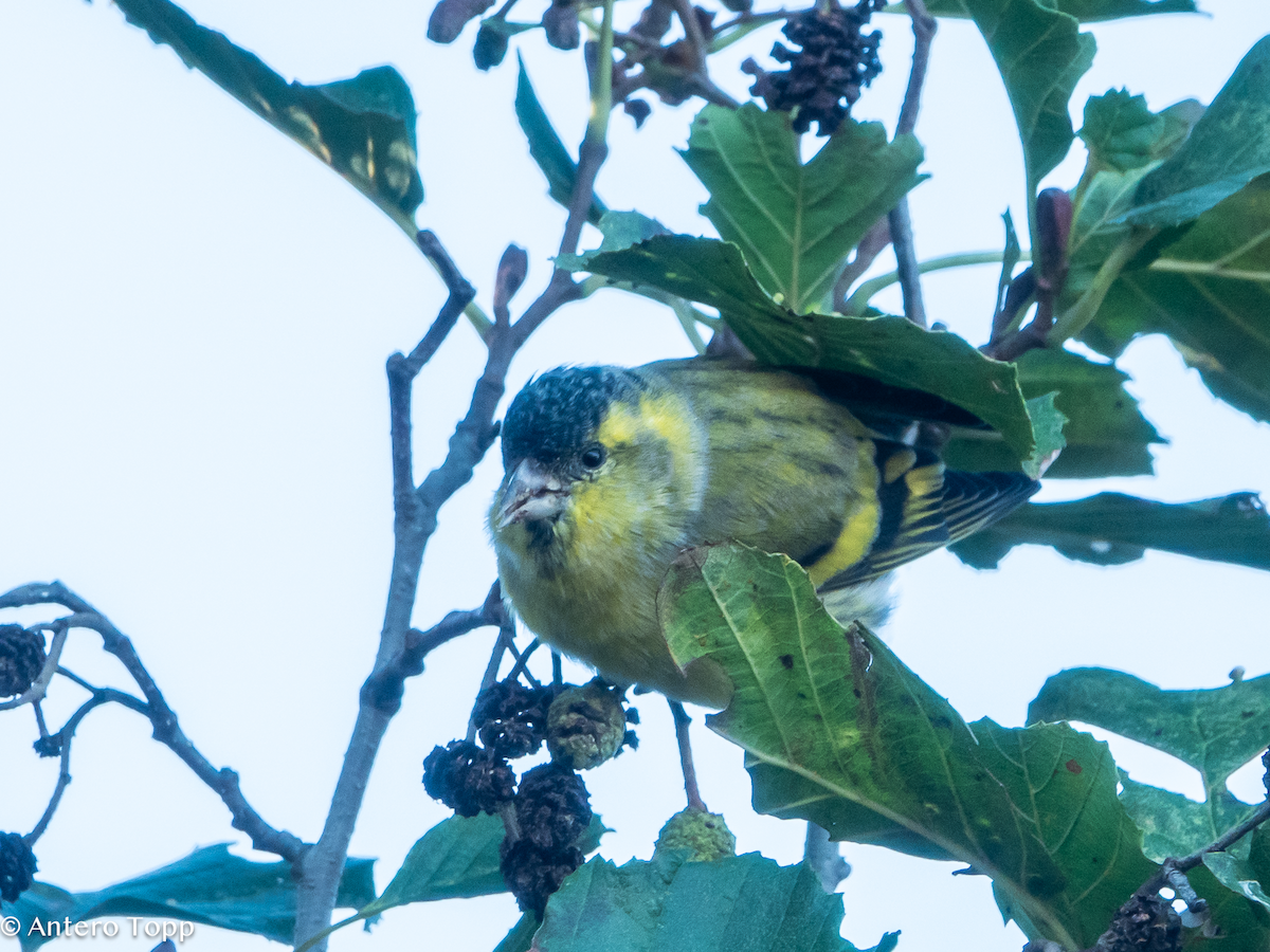 Чиж лісовий - ML645039531