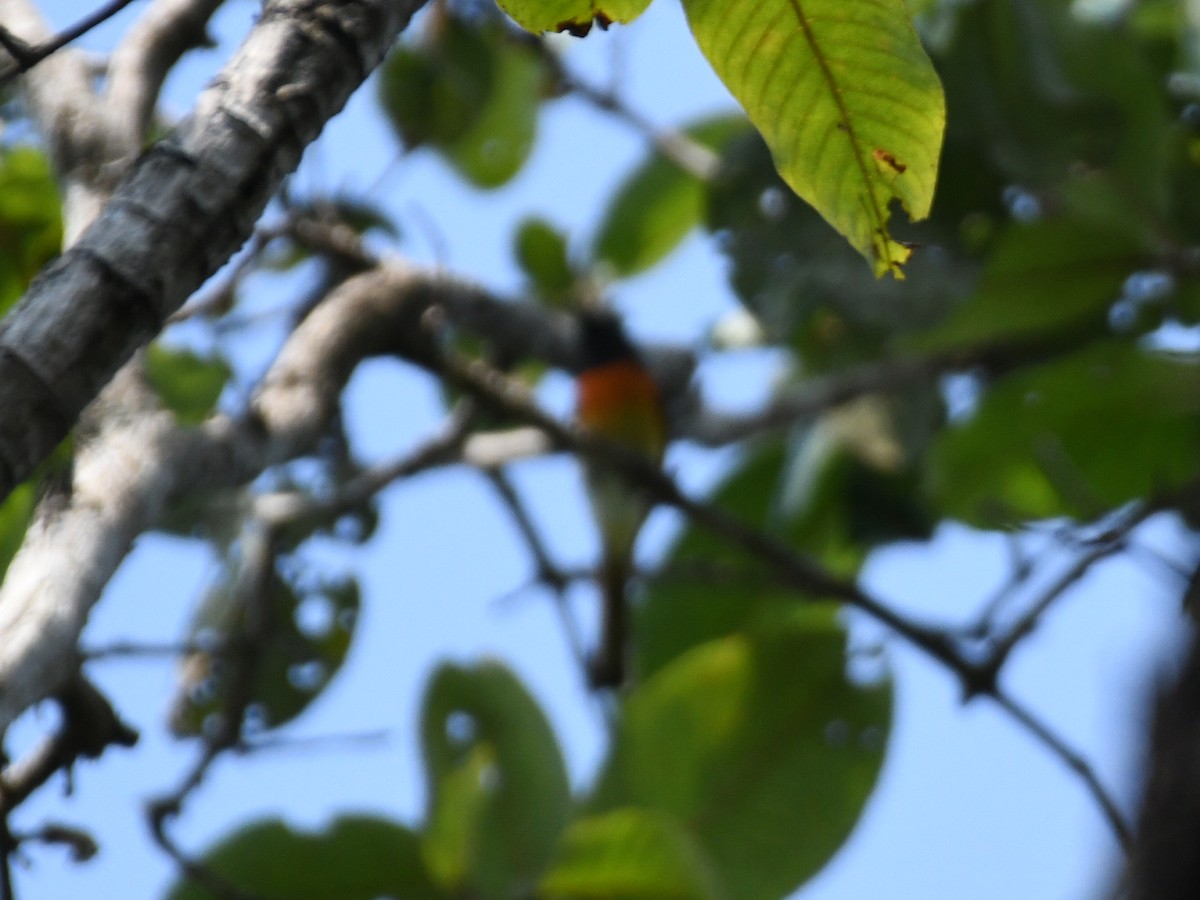 Личинкоїд малий - ML645039532