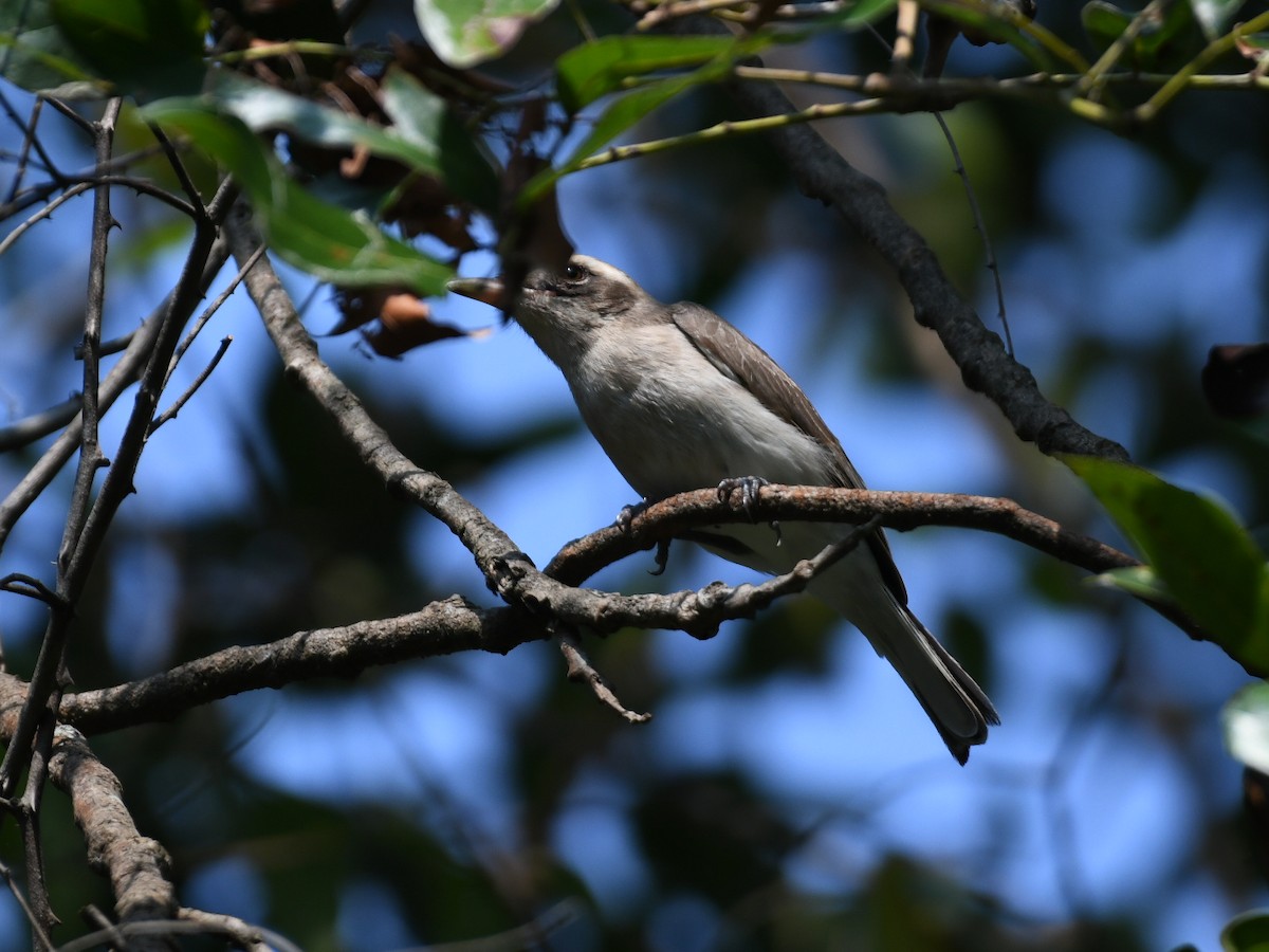 Ванговець малий - ML645039534