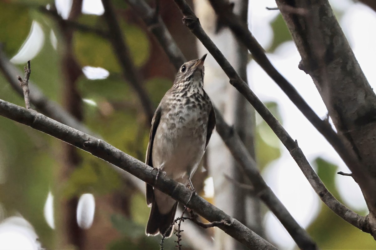 Малый дрозд - ML645039535