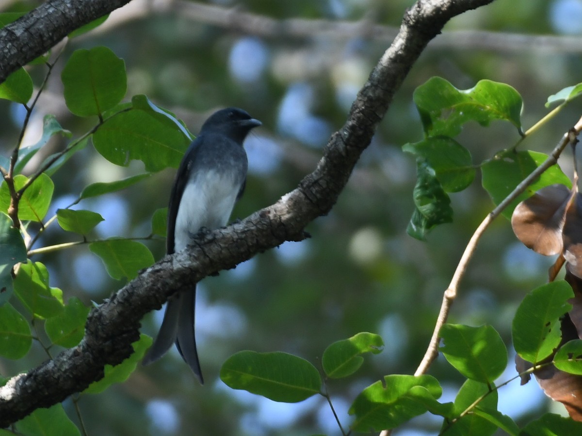 Дронго білочеревий - ML645039537