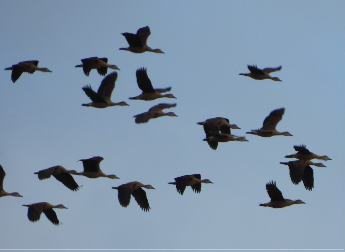 Свистач індійський - ML645039538