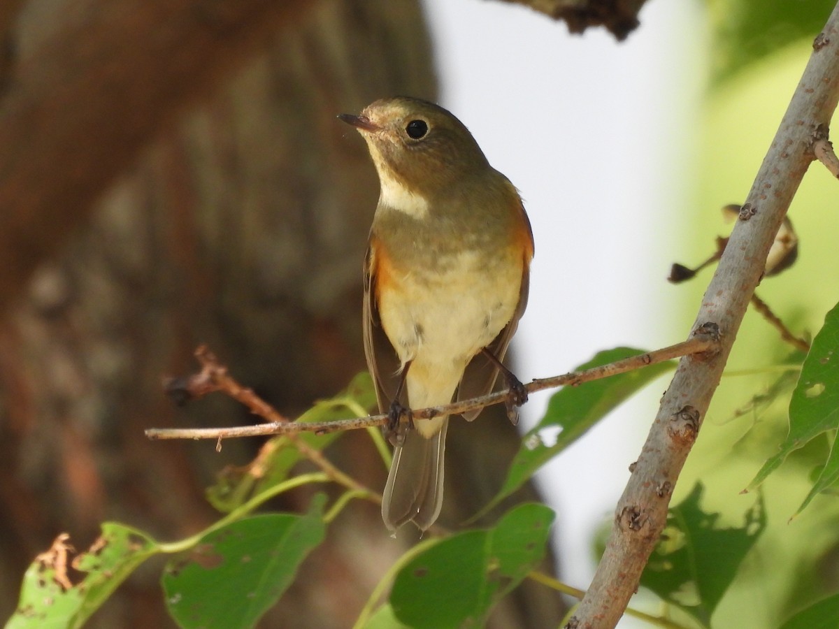 Red-flanked Bluetail - ML645039552