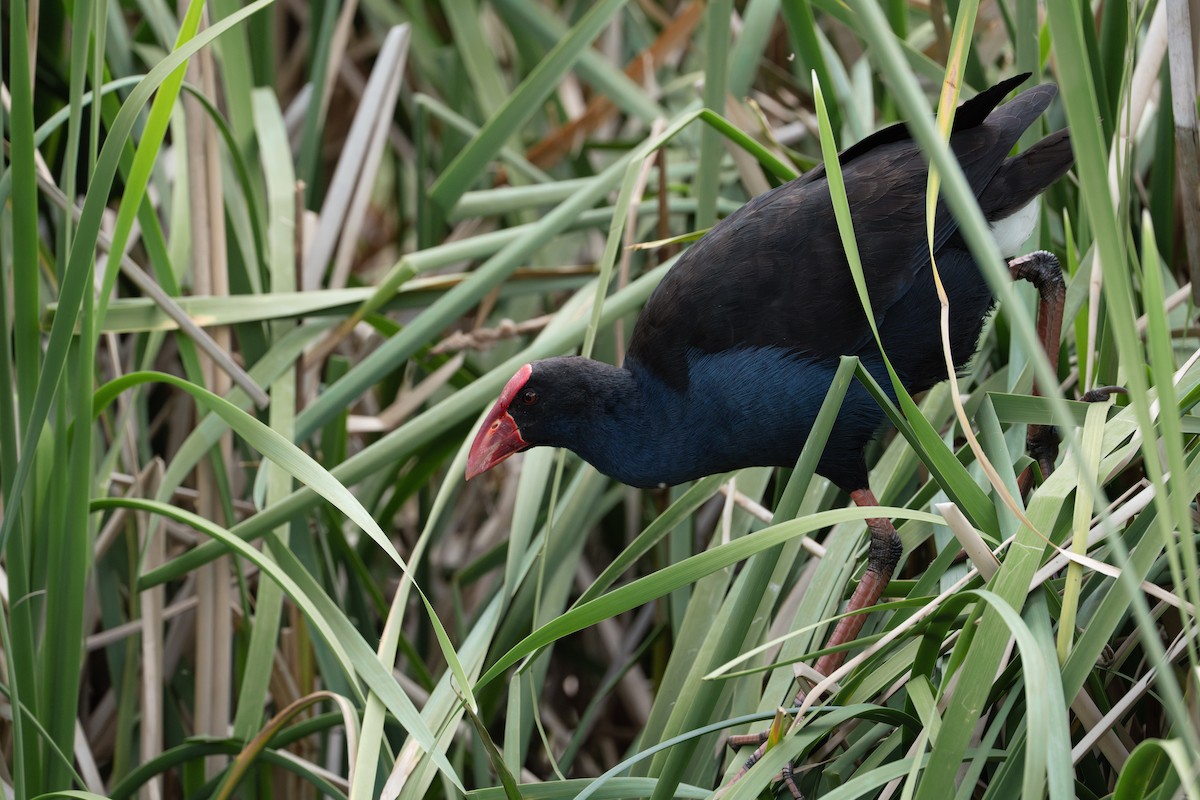 slípka australasijská - ML645039556