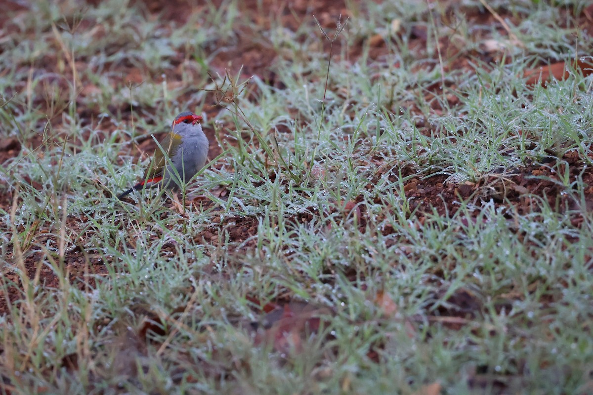 Diamante Cejirrojo - ML645039557