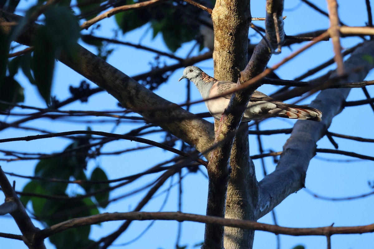 Tortolita Humeral - ML645039559