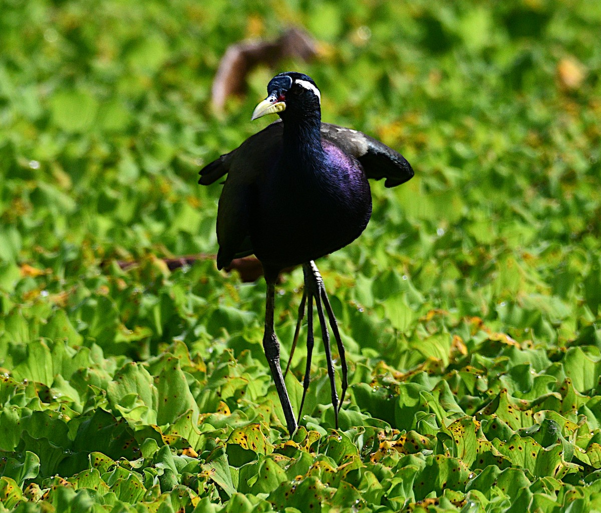 Bronze-winged Jacana - ML645039561