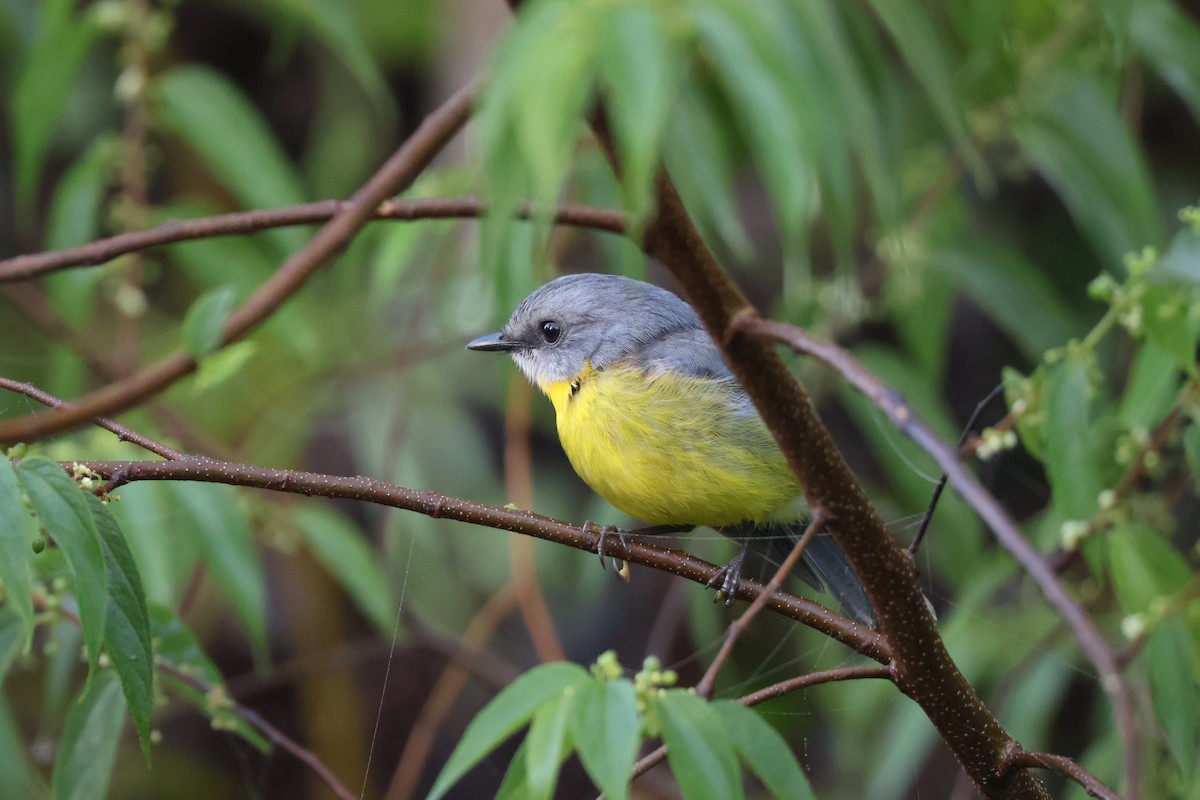 Petroica Amarilla - ML645039564