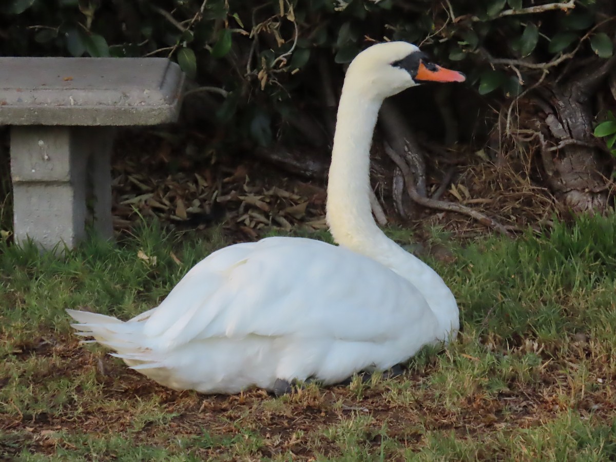 labuť velká - ML645039565