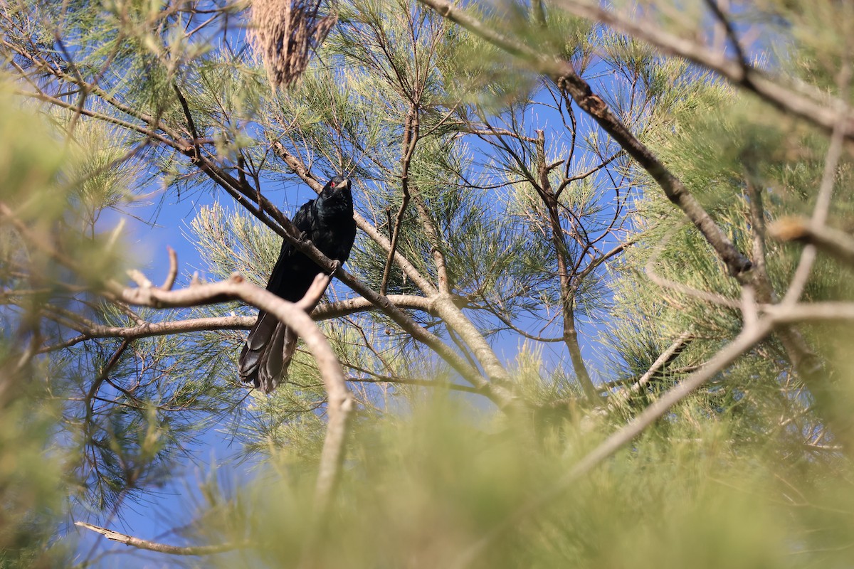 Koel Oriental - ML645039566