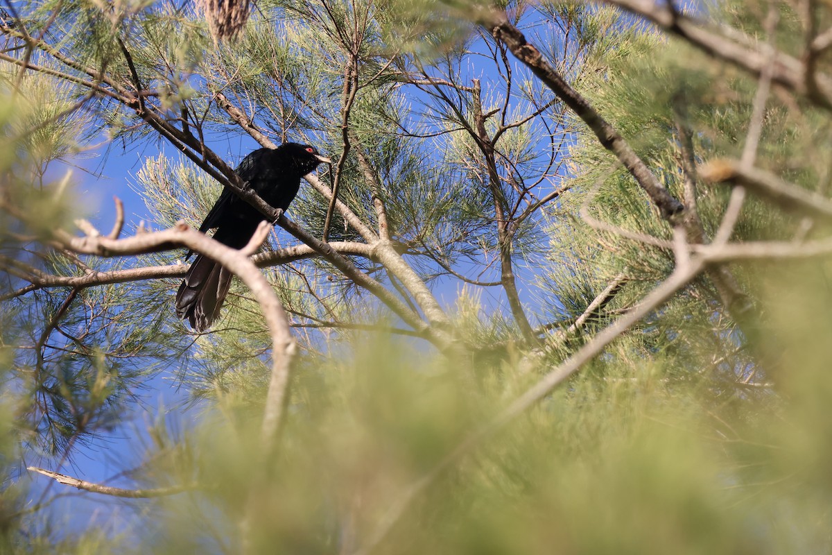 Koel Oriental - ML645039567