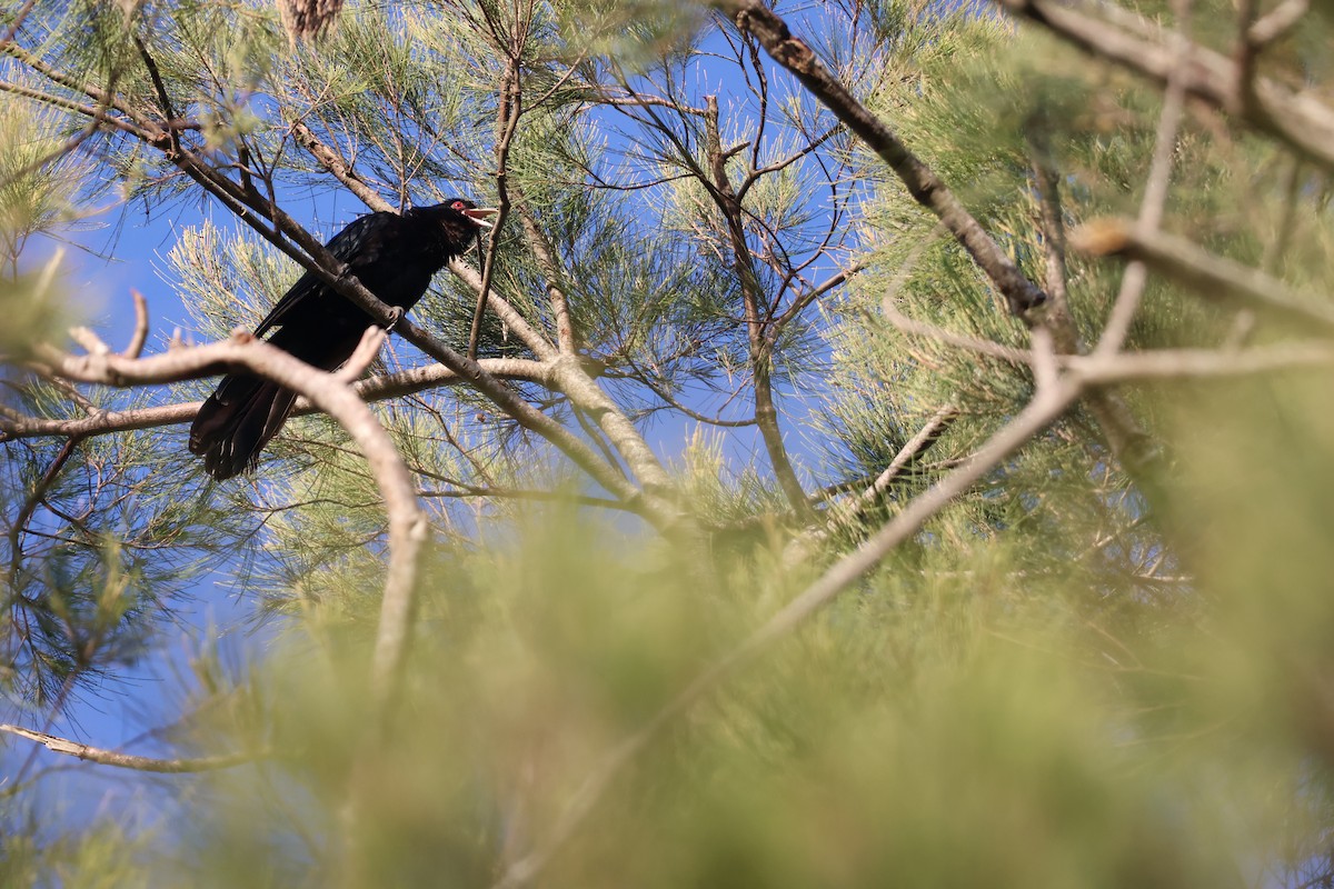 Koel Oriental - ML645039568