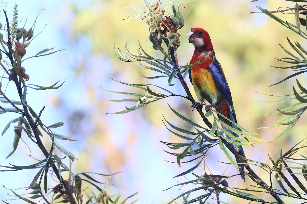 Perico Multicolor - ML645039569