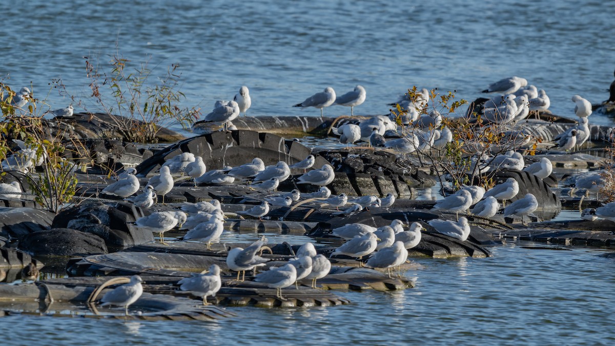 Charrán de Forster - ML645039570