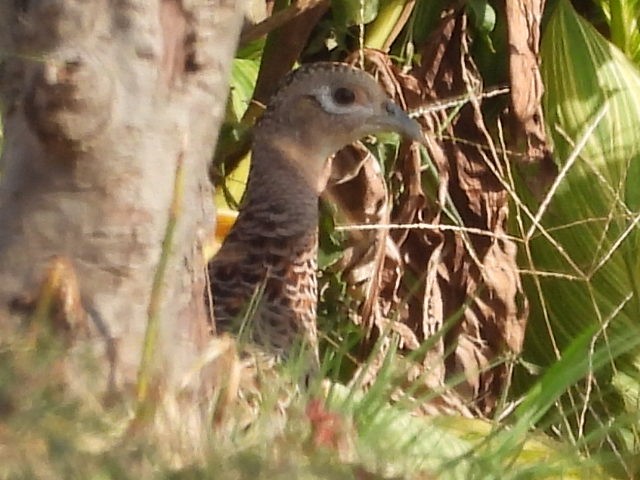 Faisán Vulgar - ML645039571