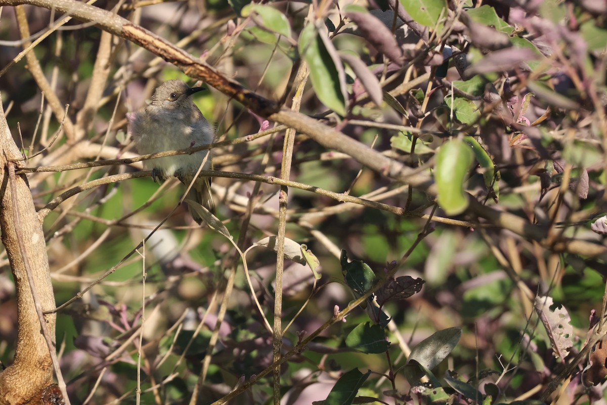 Mielero Pardo - ML645039572