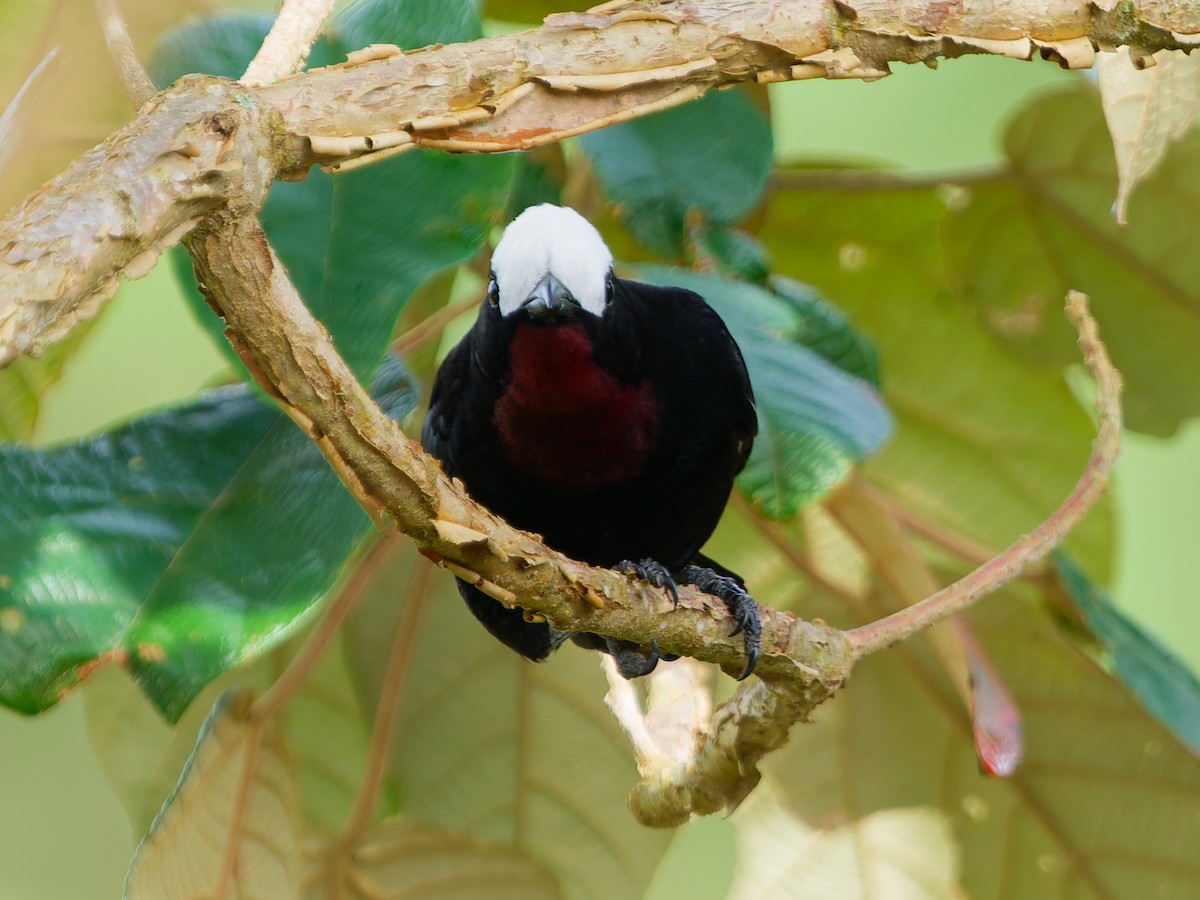 Tangara Coroniblanca - ML645039576