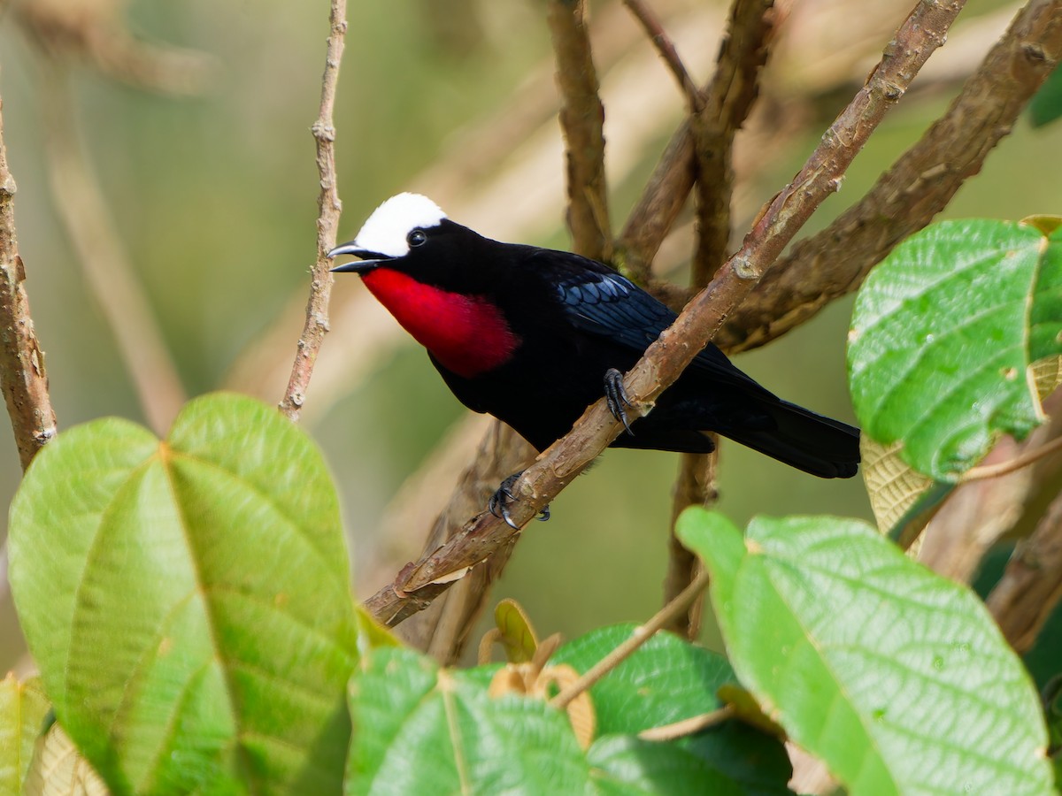 Tangara Coroniblanca - ML645039577