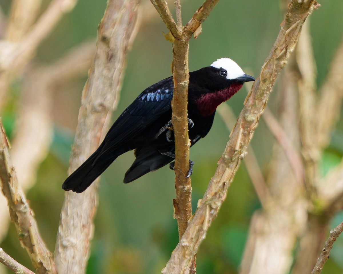 Tangara Coroniblanca - ML645039578