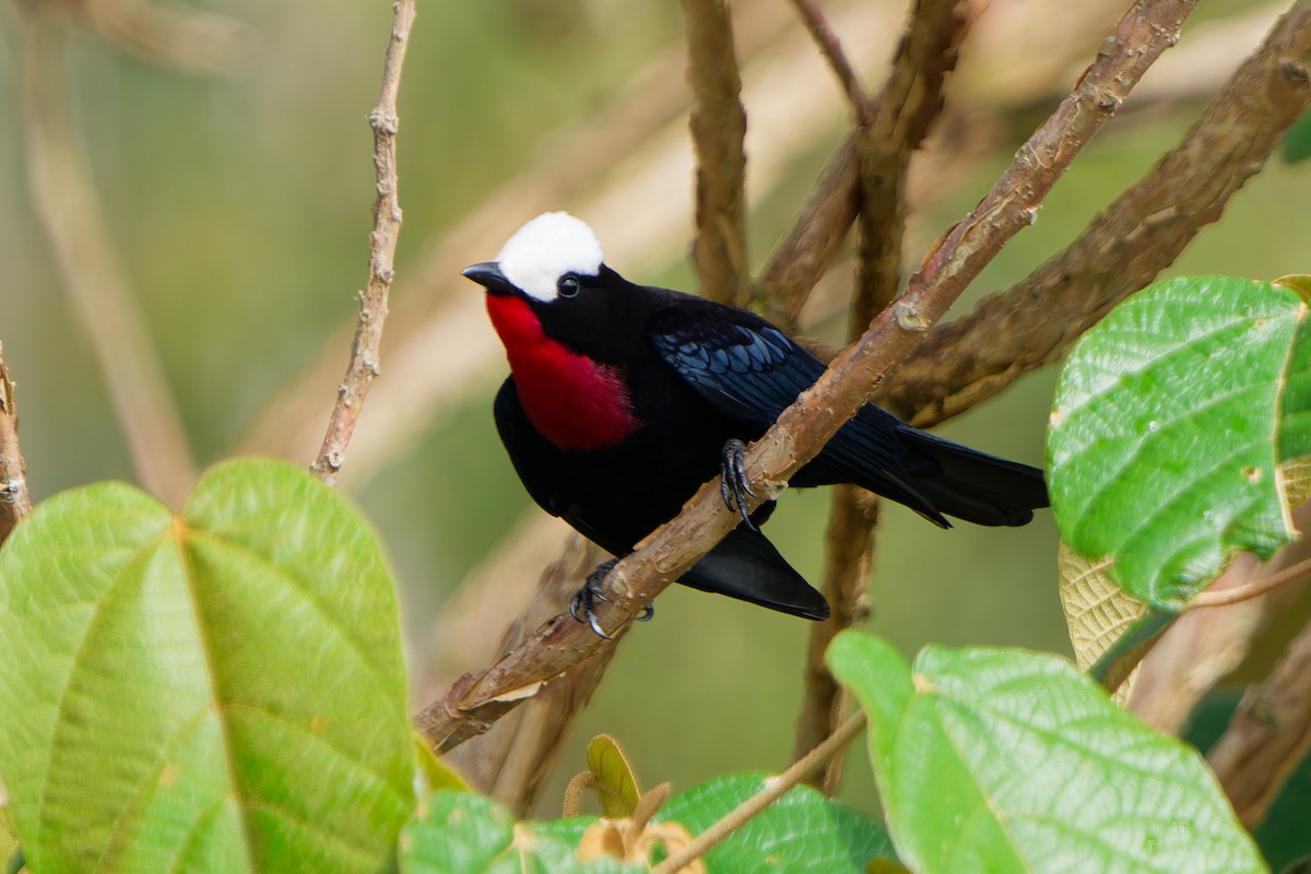 Tangara Coroniblanca - ML645039579