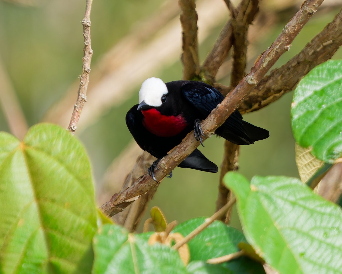 Tangara Coroniblanca - ML645039580