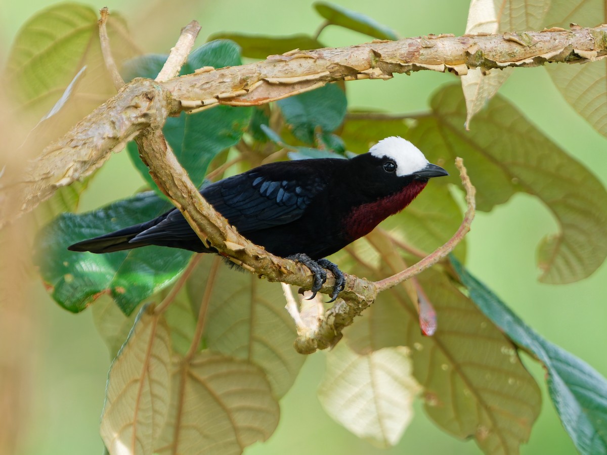 Tangara Coroniblanca - ML645039581