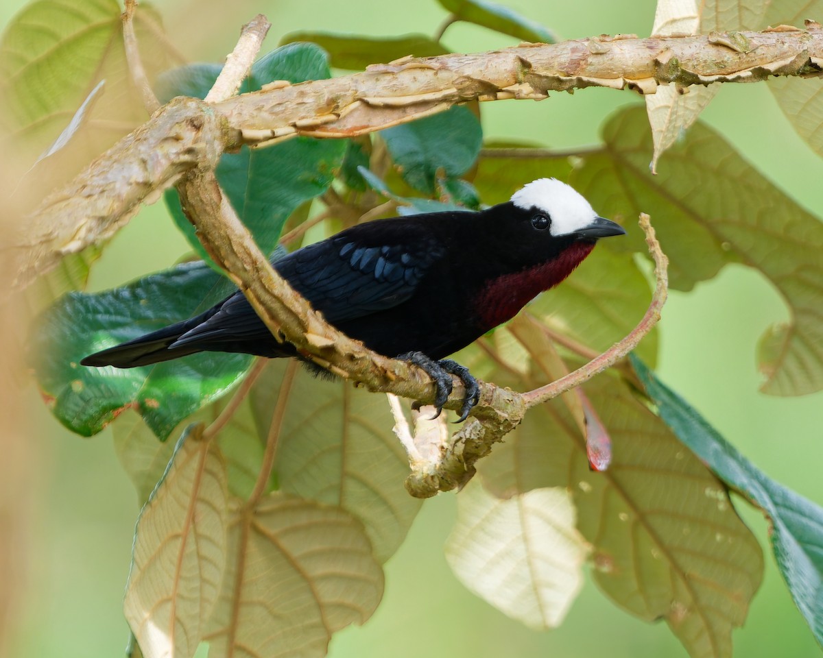 Tangara Coroniblanca - ML645039582