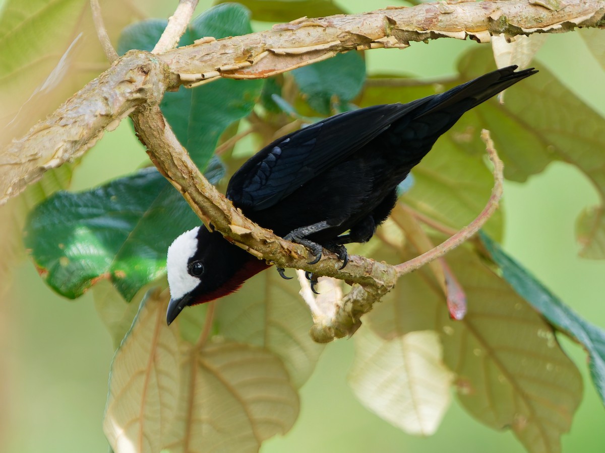 Tangara Coroniblanca - ML645039583