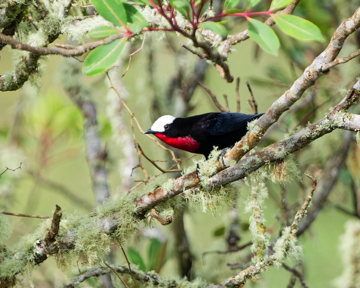 Tangara Coroniblanca - ML645039584