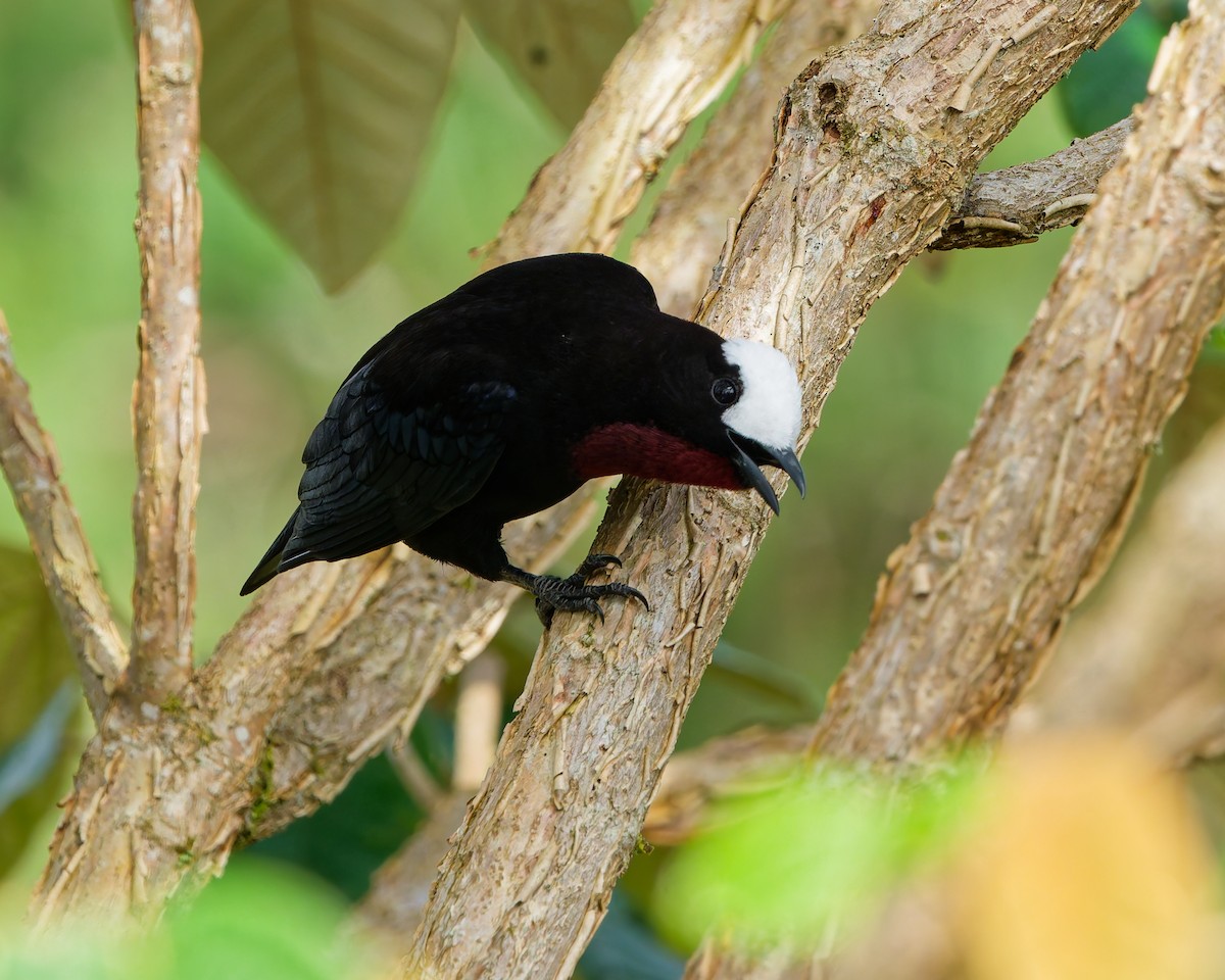 Tangara Coroniblanca - ML645039585