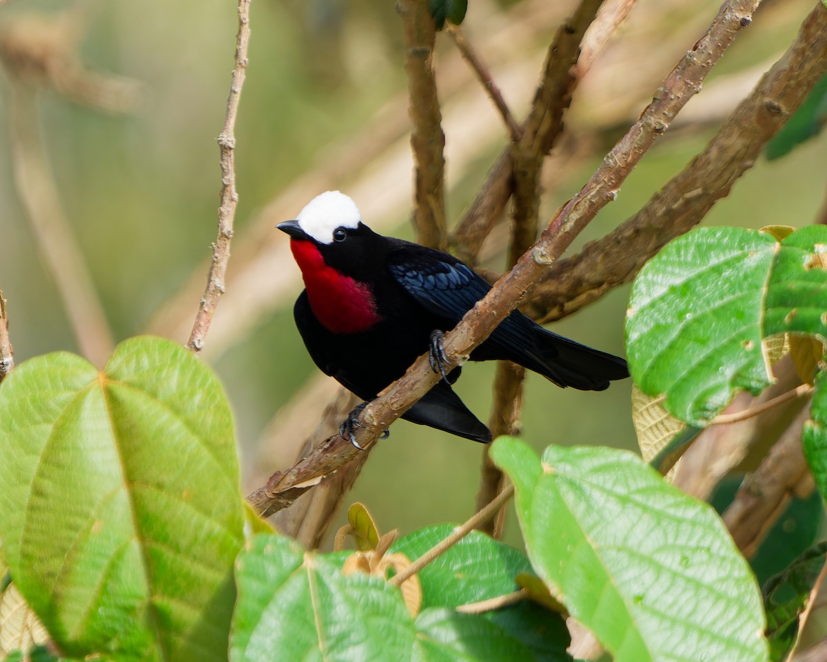 Tangara Coroniblanca - ML645039586