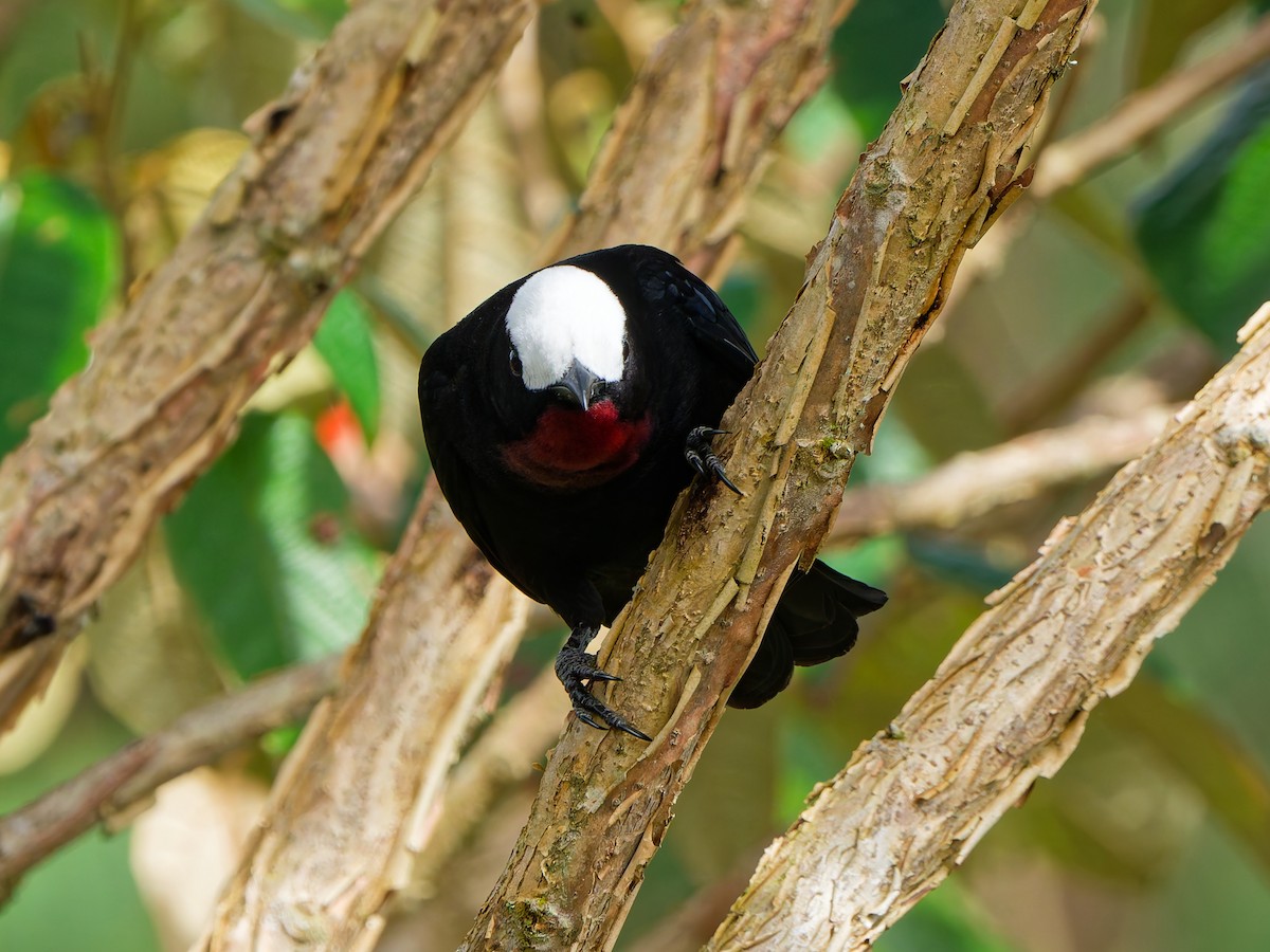 Tangara Coroniblanca - ML645039587