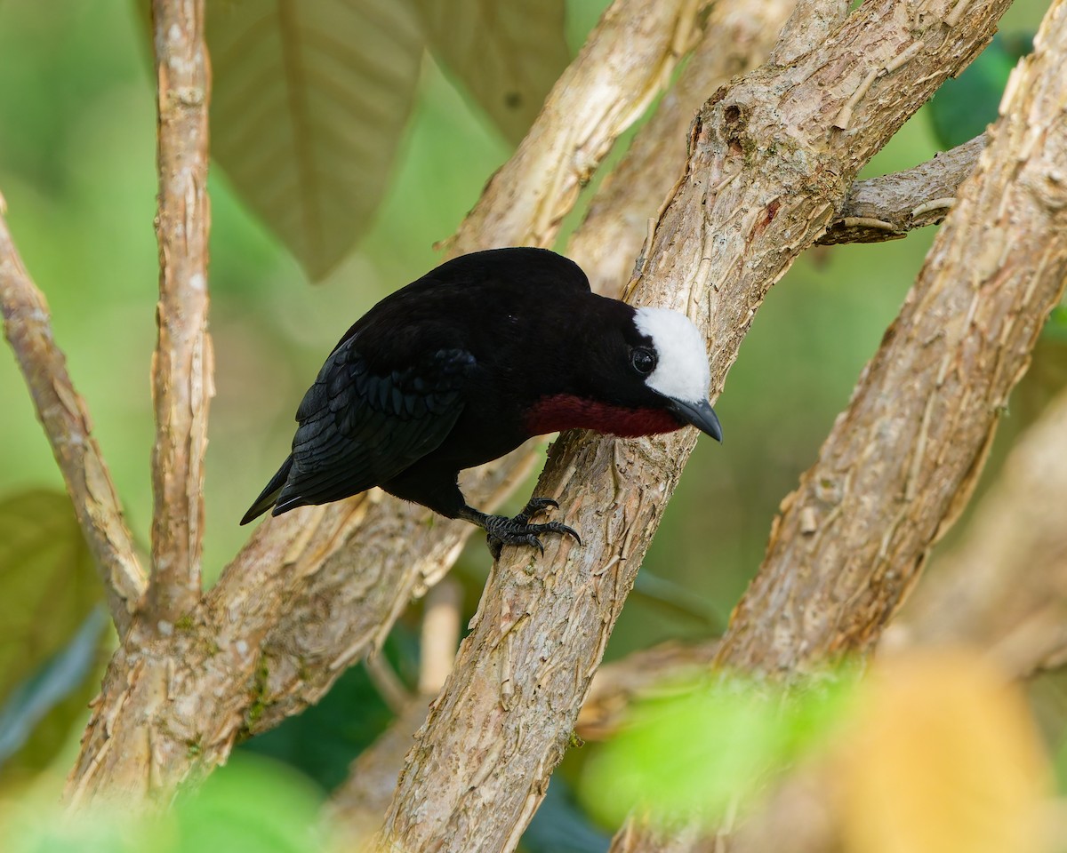 Tangara Coroniblanca - ML645039588