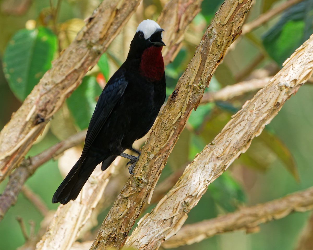 Tangara Coroniblanca - ML645039589