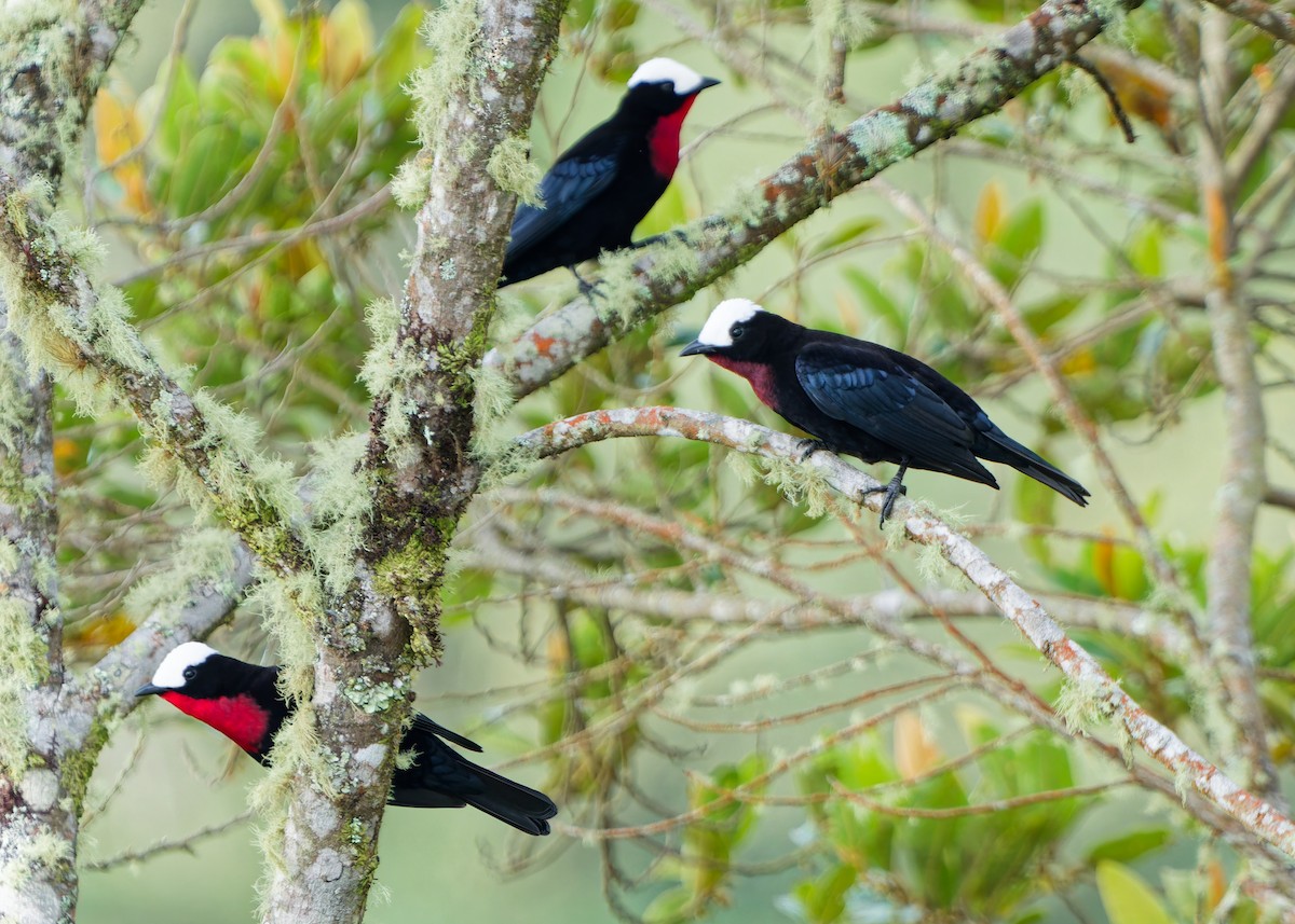 Tangara Coroniblanca - ML645039590