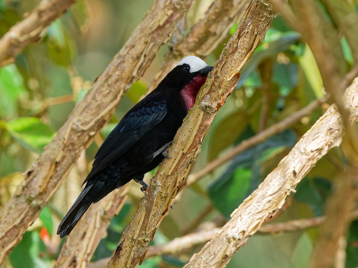 Tangara Coroniblanca - ML645039591