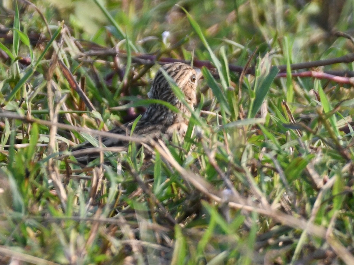 Alondra de Jerdon - ML645039592