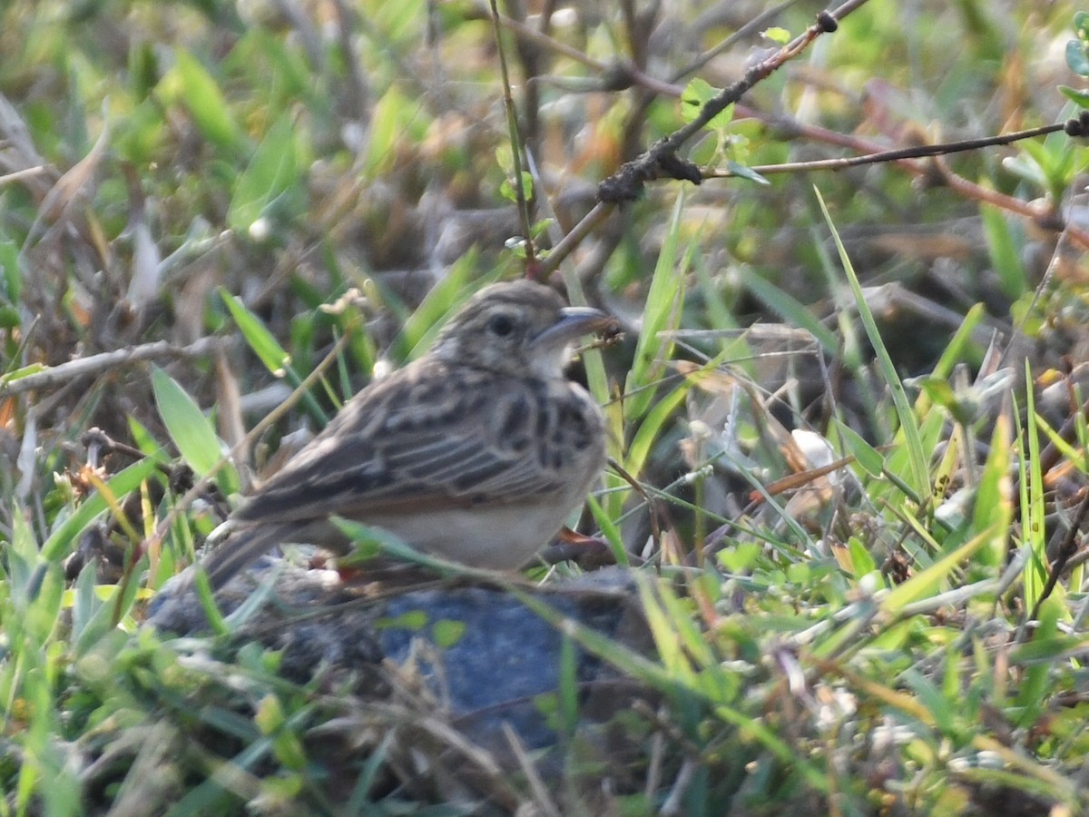 Alondra de Jerdon - ML645039593