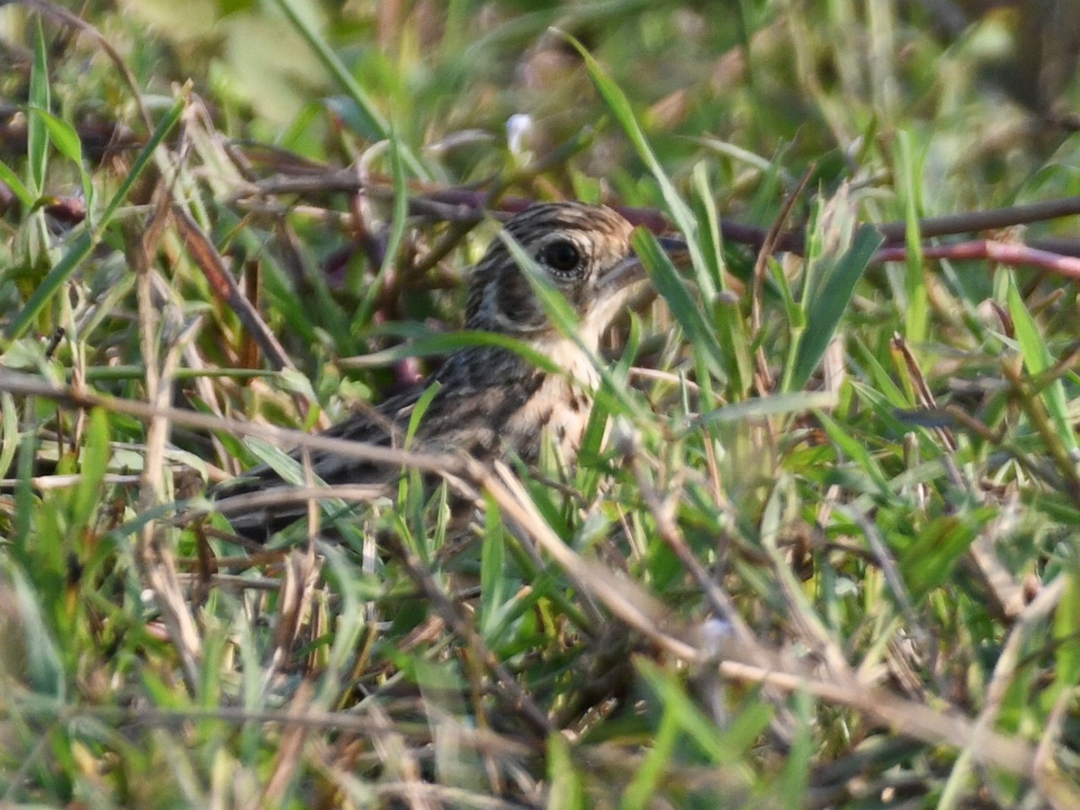 Alondra de Jerdon - ML645039594