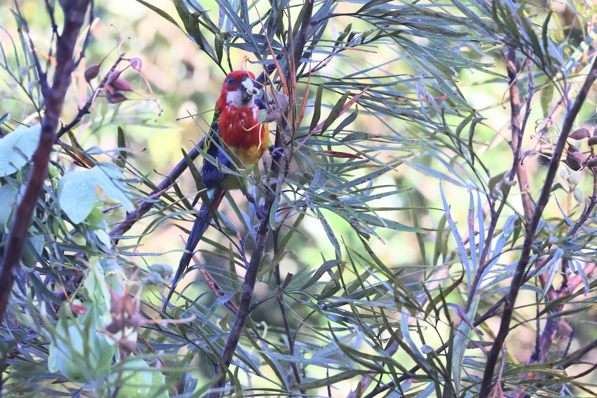 Eastern Rosella - ML645039600