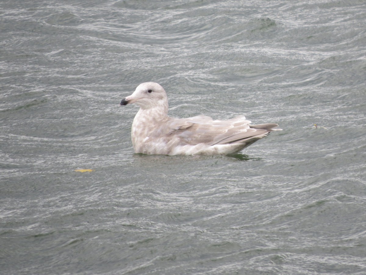gull sp. - ML645039605
