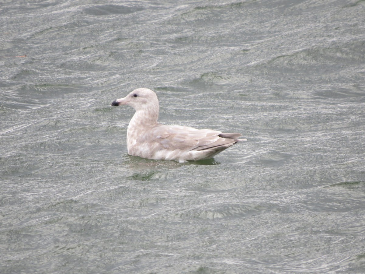 gull sp. - ML645039606